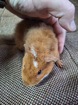 Morčata US Teddy + 2x samička - 8