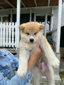 Akita inu šteniatka - 8