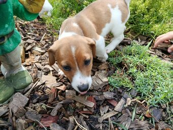 Štěňátka Jack Russell teriér - 8