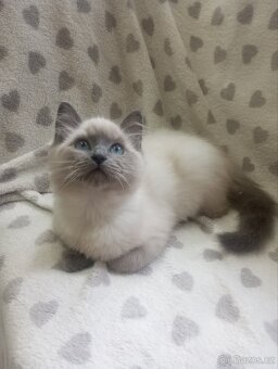 🐾 Čistokrevná Ragdoll koťátka s PP – ihned k odběru 🐾 - 8