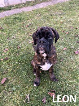 Nemecký boxer s PP (FCI) – šteniatka pripravené na odber - 8