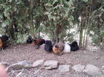 Nasadova vejce hedvábnička - 8