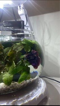 Kulaté akvárko s podsvícením Superzoo - 8