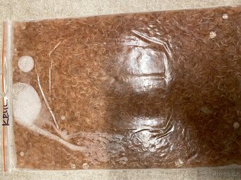 Artemie, discus mix, koretra, dafnie, mysis, hovězí srdce, - 8