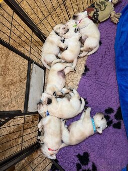 Labradorský retriever s PP - 8