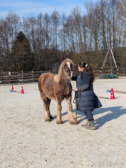 Roční valach irský cob - silver dapple - 8