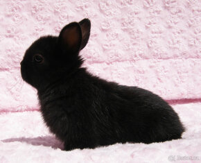 Zakrslý krátkouchý králíček , malinká černá samička . - 8