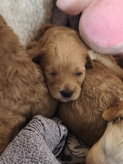 Cavapoo pudl kavalír - 8