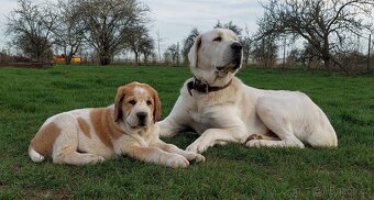 Středoasijský pastevecký pes, SAO štěňata s PP FCI, Alabai - 8