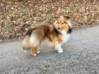 Sheltie dlouhosrsta s PP - 8