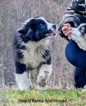 Australský ovčák s PP FCI - 8