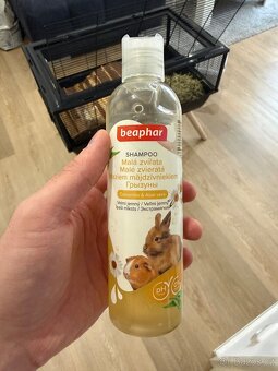 🐹 Nabízím morče do dobrých rukou 🐹 - 8