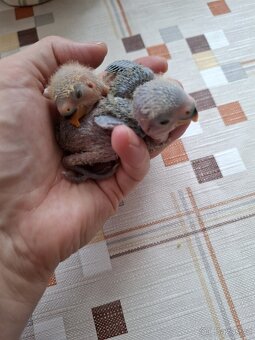 Agapornis růzohrdlý ochočený ručně dokrmený - 8