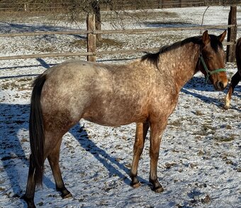 Prodám mladou klisnu zajímavé barvy - 8
