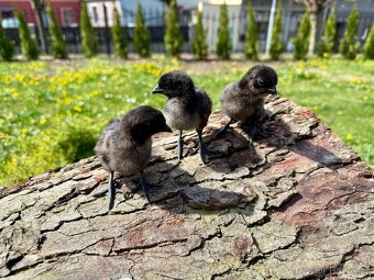 Ayam Cemani - násadová vejce-kuřátka Cemanská slepice NV - 8