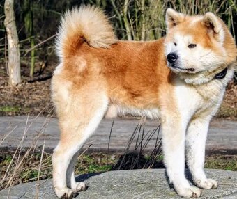 Akita s PP - 8