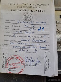 Vídeňský modrý králík - 8
