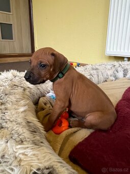 Rhodéský Ridgeback- štěňata s PP, odběr koncem listopadu - 8