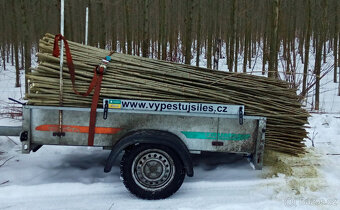 Japonský topol - sadba - 8