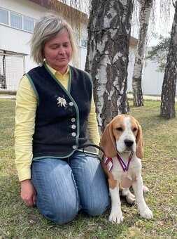 Bigel, bigl, beagle s PP /FCI/ - 8