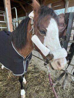 Welsh Pony B - 8