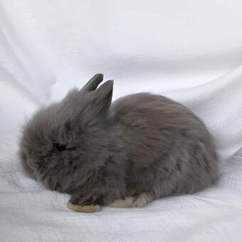 Zakrslí králíčci, beránci a teddy s rodokmenem - 8