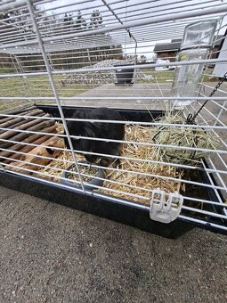 Zakrslý Králíci - 8