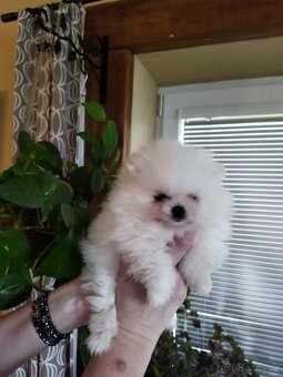Pomeranian - 8
