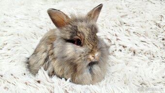 Zakrslý králík, králíček - HARRY - 8