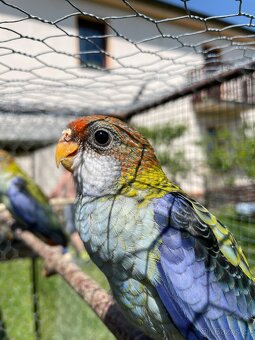 Rosela žlutohlavá 🦜 - 8