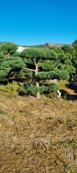 TVAROVANÉ STROMY NIWAKI - 8