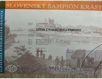 Louisiansky leopardí pes - šteniatka s PP - 8