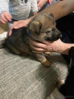 Štěňata Německý ovčák - 8