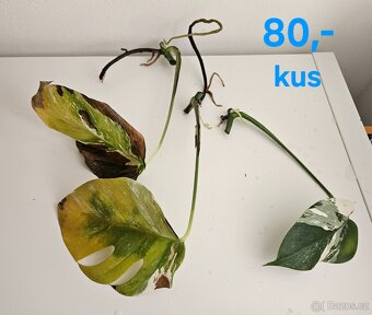 Monstera albo variegata - 8