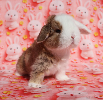 Modrooký zakrslý beránek sameček NHD . - 8