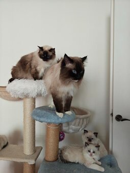 Ragdoll - 8