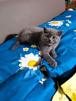 Britská modrá koťátka - 8