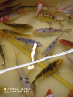 Koi - 8