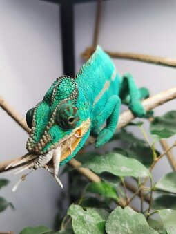 Chameleon pardálí - 8