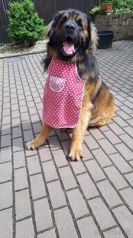 Leonberger pes na krytí - 8