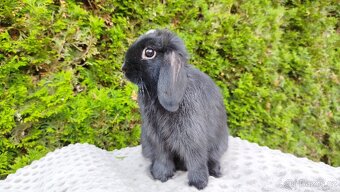 Zakrslý beránek, králíček, králík - ELLA - 8