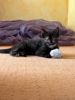 Daruji koťátka - 8