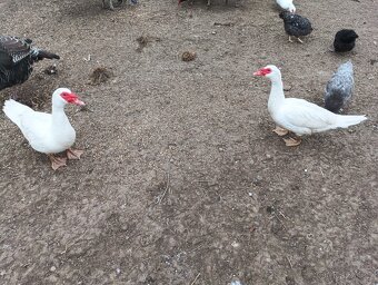 Kachny Pižmové - 8