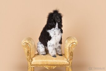 Pudl velký harlekyn - 8