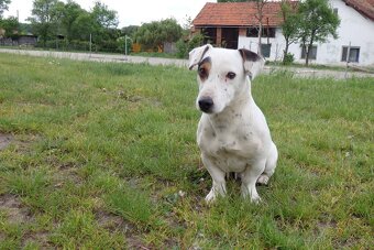 Jack Russell Teriér - 8