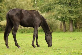 2,5 letí atraktivní a hodní valáškové - 8