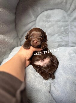 Maltipoo F1 Chocolate ‼️ 900€ / Graff - 8
