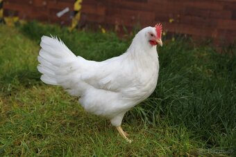 Slepice Kuřice Nosnice Dominanty 19 týdnů staré - 8