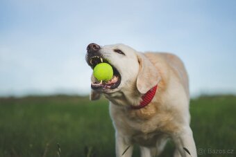 ZIGGY - Labrador 45 kg, 12 let - 8