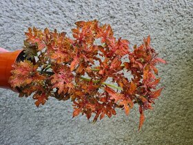 SEMENA Africká okrasná kopřiva Coleus - 8